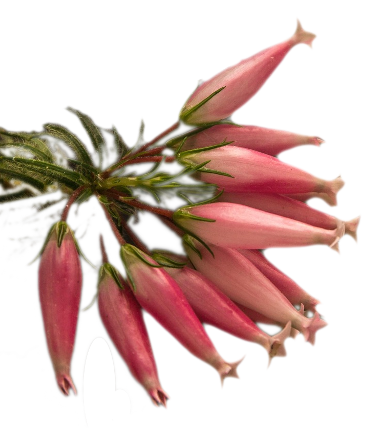 Kanervoita